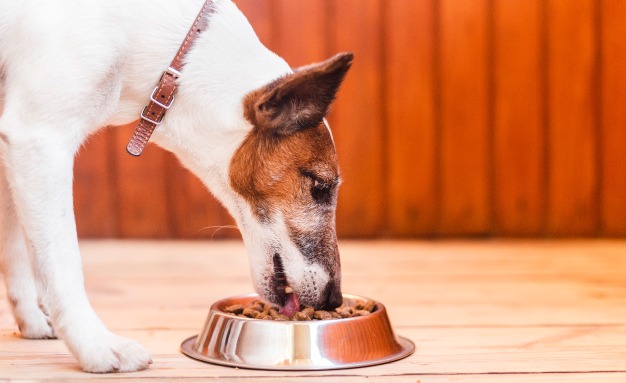 Как да изберем най-добрата суха храна за нашето куче?